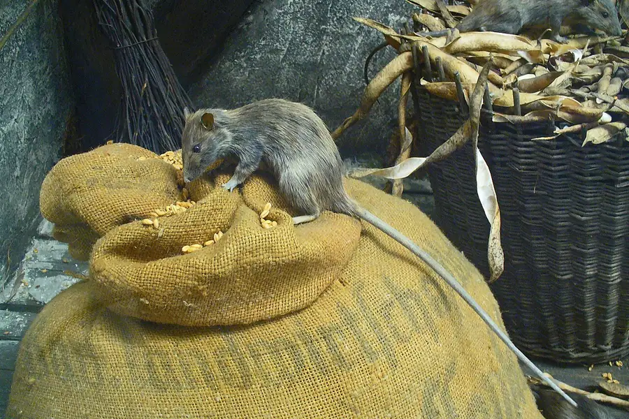 クマネズミ（食品への食害の様子）